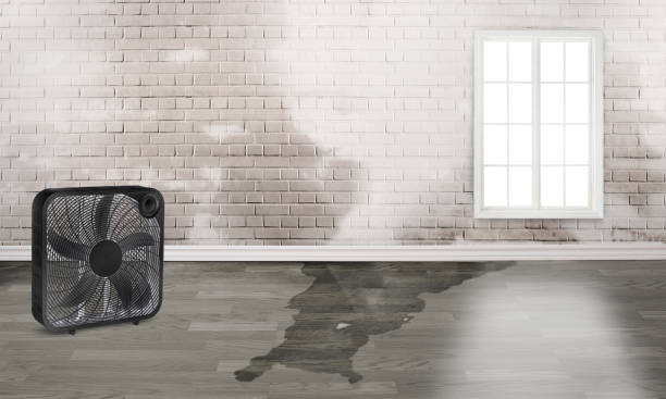 Best Professional water damage repair  in Earlimart, CA